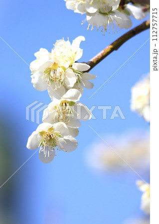 白い梅の花 青空背景 白い梅の花 青空背景 112757715
