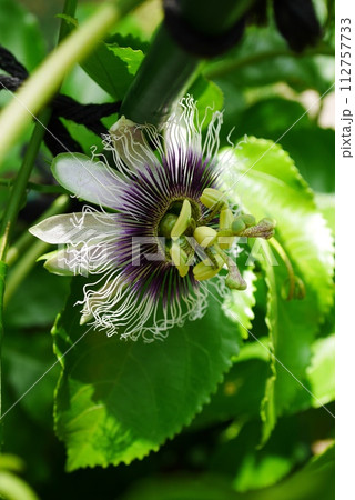 パッションフルーツの花20230901 パッションフルーツの花20230901 112757733