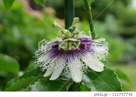 パッションフルーツの花20230902 パッションフルーツの花20230902 112757736