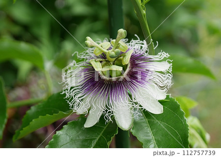 パッションフルーツの花20230903 112757739