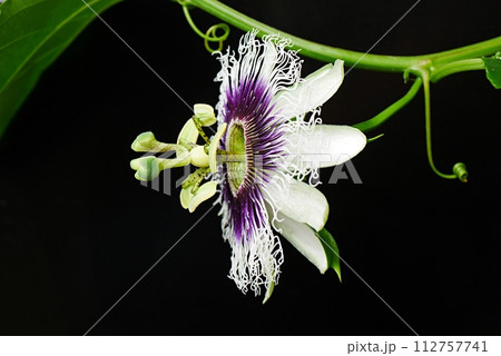 パッションフルーツの花20230904 112757741