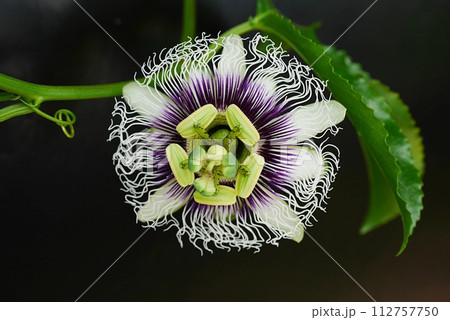 パッションフルーツの花20230908 112757750