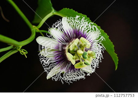 パッションフルーツの花20230909 112757753