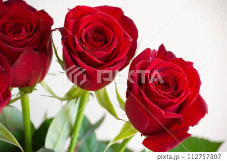 赤いばら 112757807