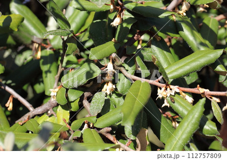ハナアブとグミの花 112757809