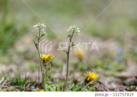 ナズナ(ぺんぺん草)春の野原に咲く草花 ナズナ(ぺんぺん草)春の野原に咲く草花 112757814