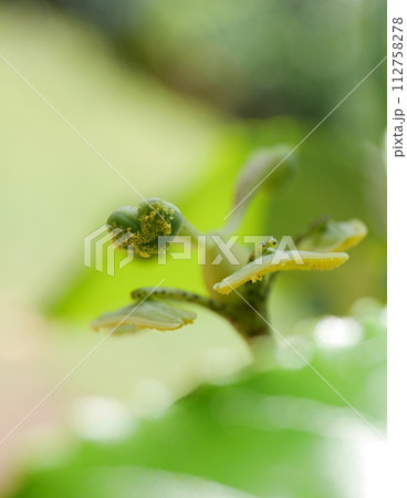 パッションフルーツの受粉20230901 112758278