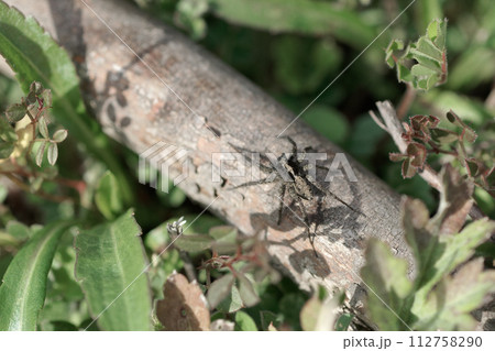 徘徊性コモリグモ　コモリグモ科ウヅキコモリグモ♀ 112758290
