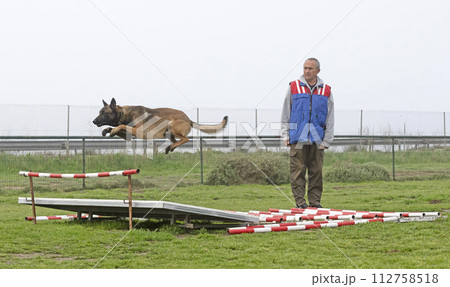 training of belgian shepherd 112758518