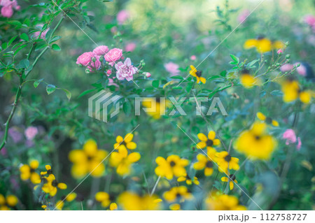 ピンクと黄色の花 ピンクと黄色の花 112758727