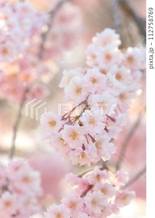 八重咲きの枝垂れ桜のクローズアップ 112758769