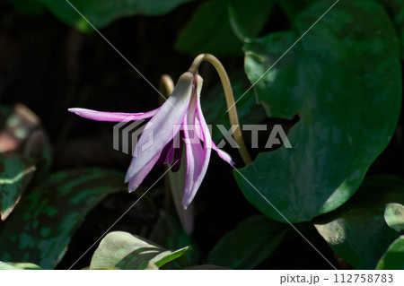 早春の落葉樹林を飾る植物ユリ科カタクリの花 早春の落葉樹林を飾る植物ユリ科カタクリの花 112758783
