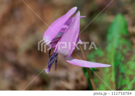 早春の落葉樹林を飾る植物ユリ科カタクリの花 112758784
