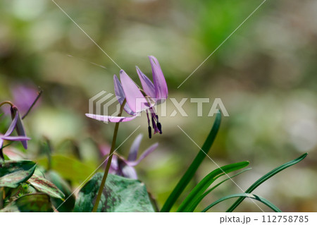 早春の落葉樹林を飾る植物ユリ科カタクリの花 早春の落葉樹林を飾る植物ユリ科カタクリの花 112758785