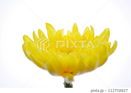 黄色い菊20231104 112758927