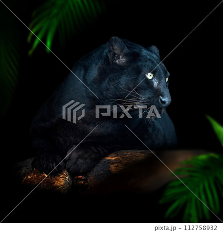 Close up portrait adult black leopard in jungle 112758932