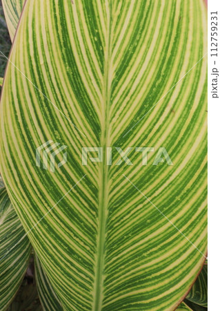 canna tropicanna plant on farm 112759231