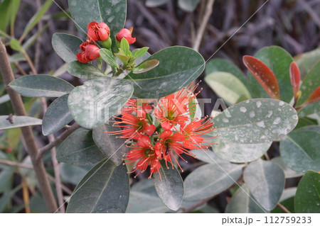 Crown of thorns flower plant on farm Crown of thorns flower plant on farm 112759233