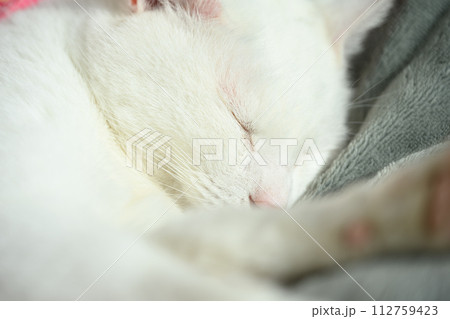 眠る白猫 眠る白猫 112759423