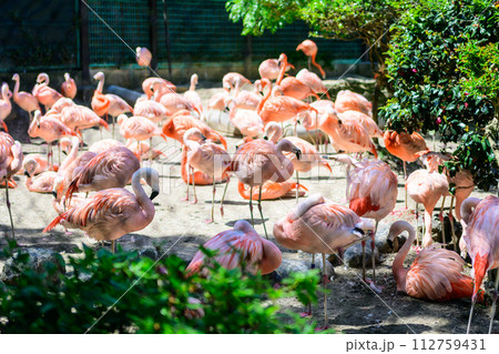 動物園のフラミンゴの群れが並んでいる 112759431