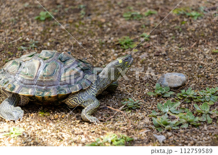 土の上にたたずむ一匹のカメ 土の上にたたずむ一匹のカメ 112759589