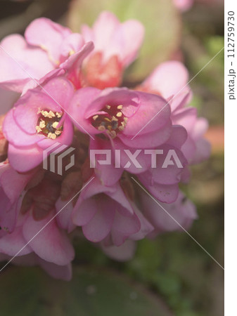 ヒマラヤユキノシタの花 112759730