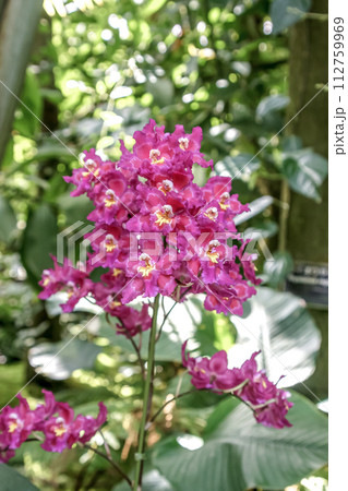 洋蘭、オレンジジューム　ラブリージュエル 112759969