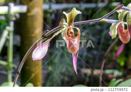 袋状の唇弁が特徴的なラン科植物、パフィオペディルム 112759972