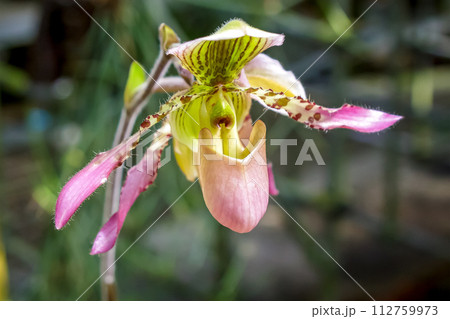 袋状の唇弁が特徴的なラン科植物、パフィオペディルム 袋状の唇弁が特徴的なラン科植物、パフィオペディルム 112759973