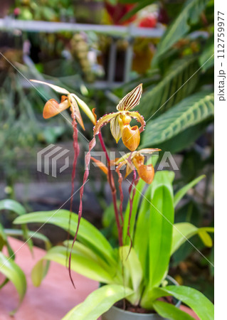 袋状の唇弁が特徴的なラン科植物、パフィオペディルム 112759977
