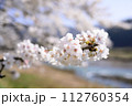 川沿いに咲く満開の桜アップ 112760354