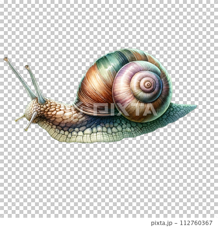 水彩風のカタツムリイラスト 112760367