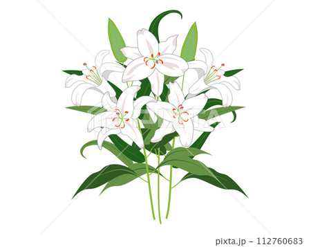 枝葉付きの白いユリの花 112760683