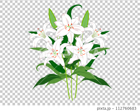 枝葉付きの白いユリの花 112760683