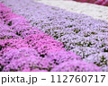 一面に咲く芝桜 112760717