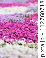 一面に咲く芝桜 112760718