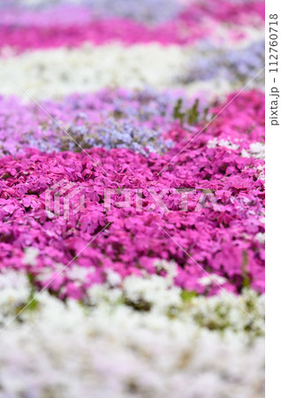 一面に咲く芝桜 112760718