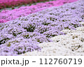 一面に咲く芝桜 112760719