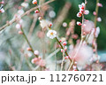 咲き始めた梅の花 112760721