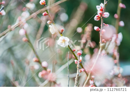 咲き始めた梅の花 咲き始めた梅の花 112760721