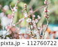 春の訪れを告げる梅の花 112760722