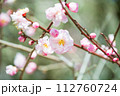 春の訪れを告げる梅の花 112760724