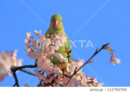 桜の花を食べる野生のワカケホンセイインコ（オス）　　　 112760768