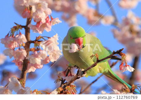 桜の花を食べる野生のワカケホンセイインコ（オス）　　　 112760769