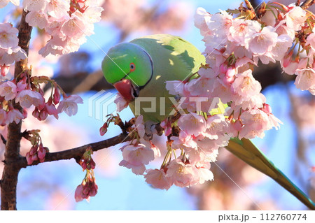 桜の花を食べる野生のワカケホンセイインコ（オス）　　　 112760774