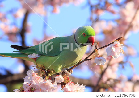 桜の花を食べる野生のワカケホンセイインコ（オス）　　　 112760779