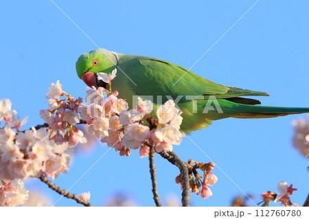 桜の花を食べる野生のワカケホンセイインコ(オス) 桜の花を食べる野生のワカケホンセイインコ(オス) 112760780