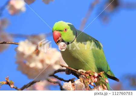 桜の花を食べる野生のワカケホンセイインコ（オス）　　　 112760783