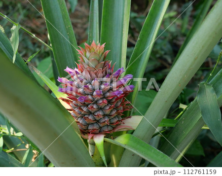 Pineapple blossom with green leaves in background, The purple petals of the flower spring on the fruit 112761159