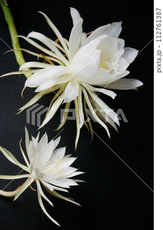 月下美人と十三夜美人202304 月下美人と十三夜美人202304 112761387